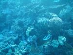 egynov04_061