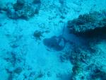 egynov04_063