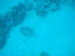 egynov04_065